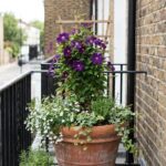 16 Small Care Mistakes That Leave Your Clematis Completely Flowerless