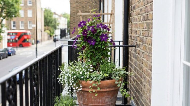 16 Small Care Mistakes That Leave Your Clematis Completely Flowerless
