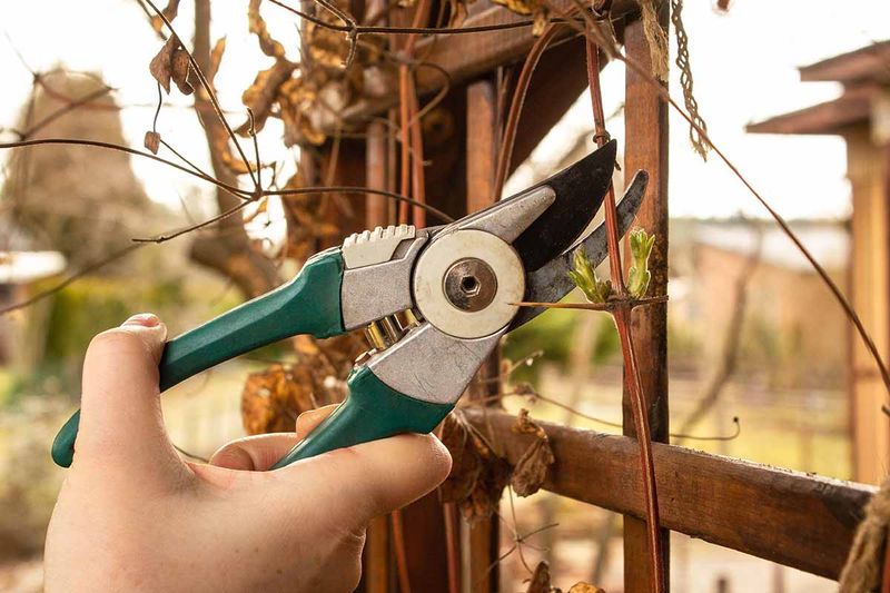 Pruning at the Wrong Time for Your Clematis Group