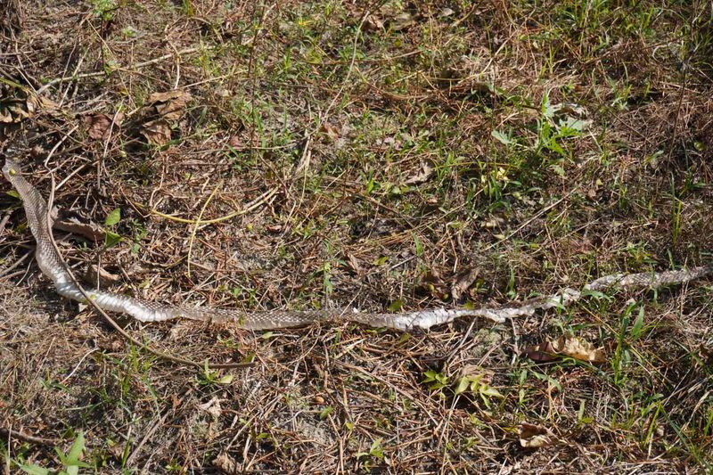 Shed Snake Skin in the Grass