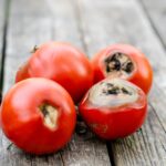 17 Mistakes That Make Your Tomatoes Rot on the Vine Before They Ever Ripen