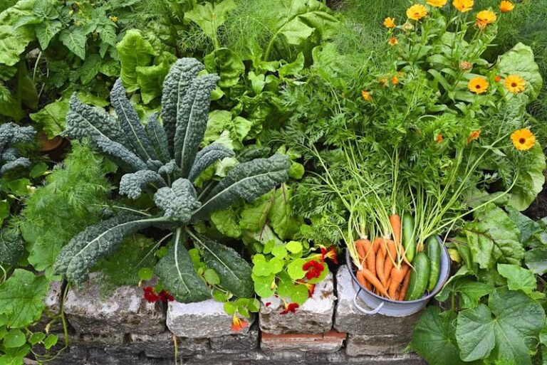 18 Fall Vegetables You Need to Get Seeded Right Now for a Strong Autumn Harvest