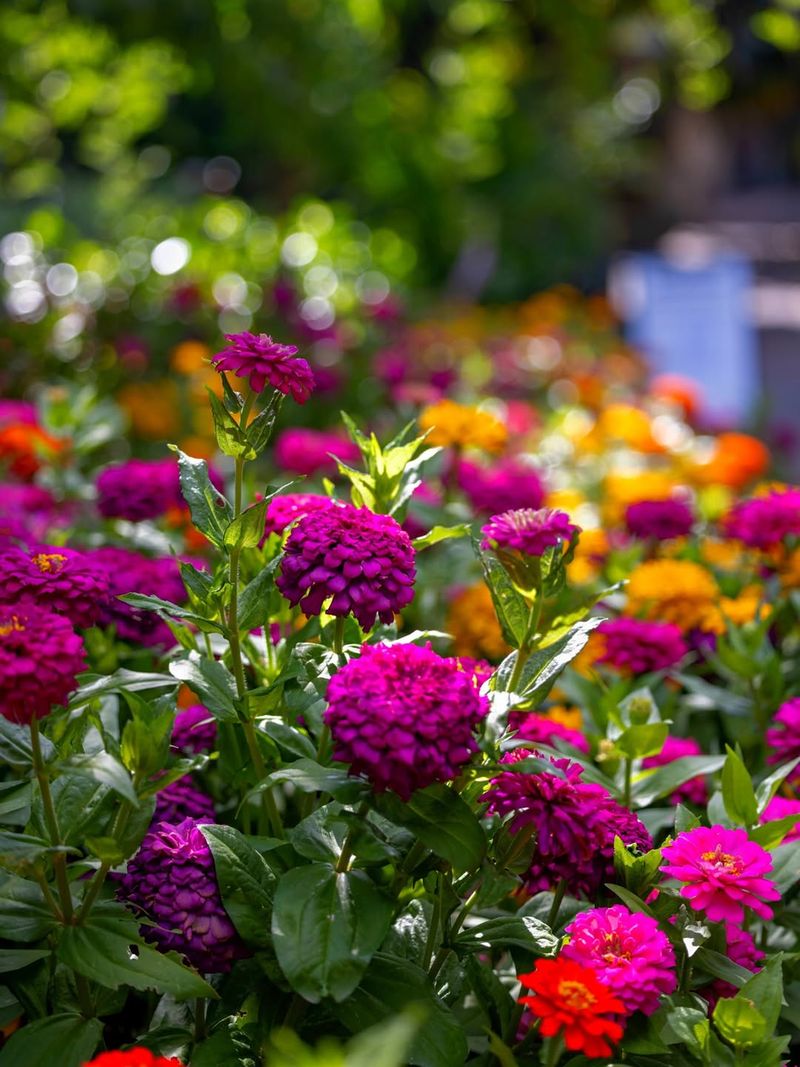 Zinnia