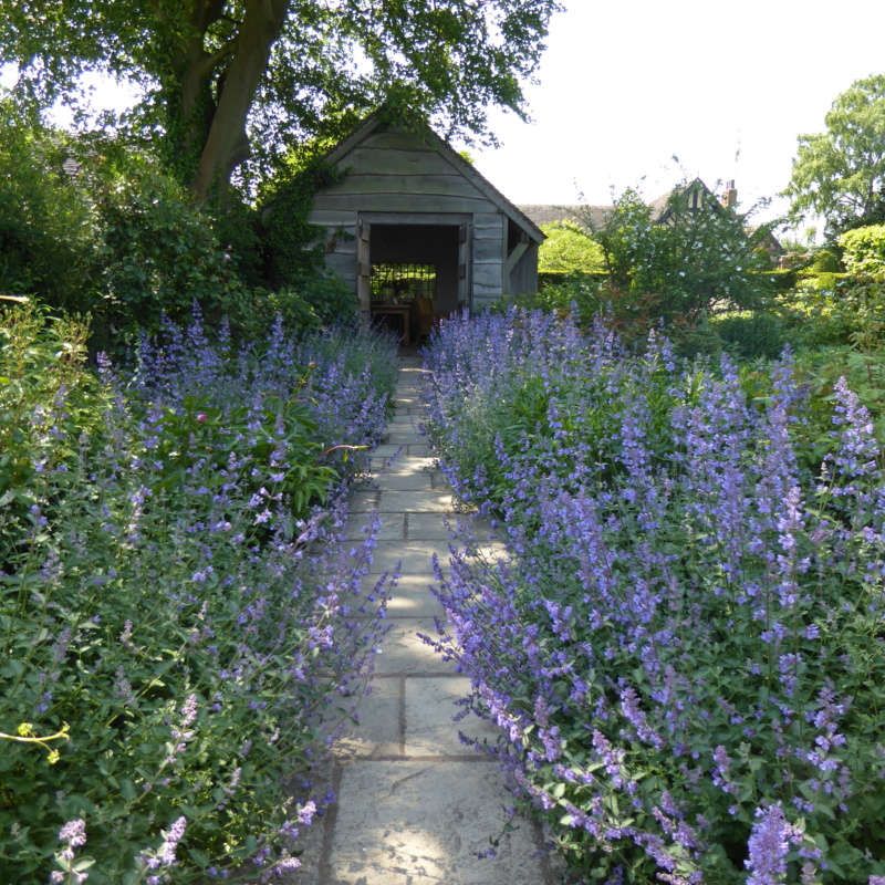 Catmint (Nepeta)