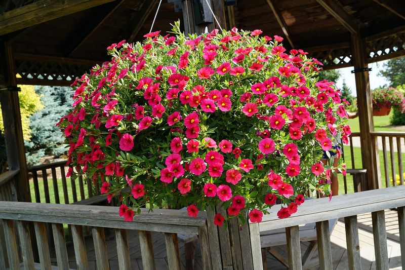 Calibrachoa (Million Bells)