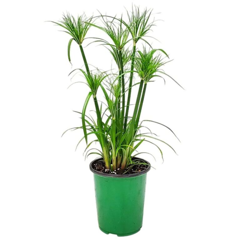 5 Container-Pond Plants That Bring Dragonflies To Texas Patios Before August Mosquitoes Peak