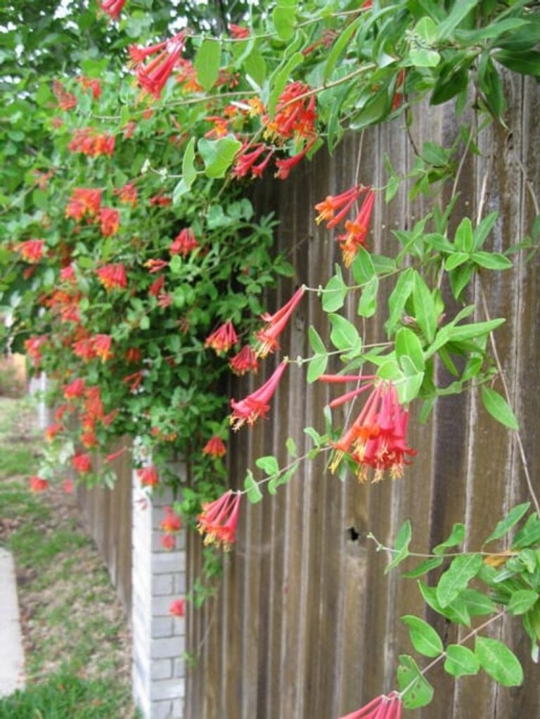 6 Native Texas Vines That Cover Fences Without Wisteria’s Takeover Problem