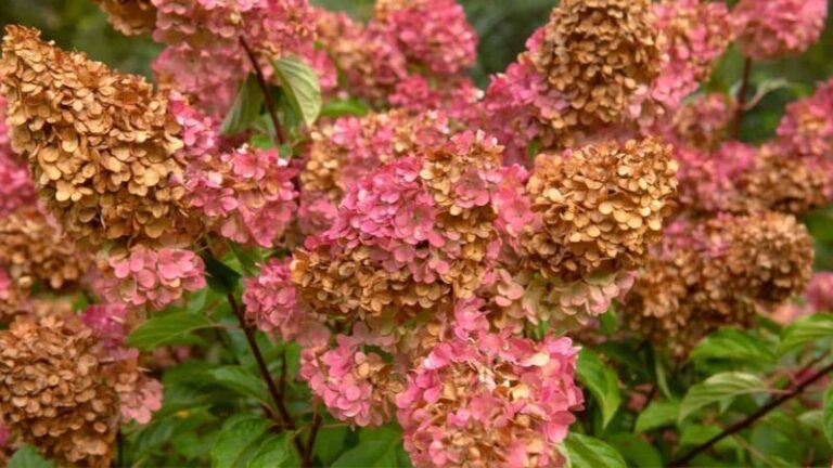 8 Reasons Your Hydrangea Blooms Are Turning Brown When They Shouldn’t Be