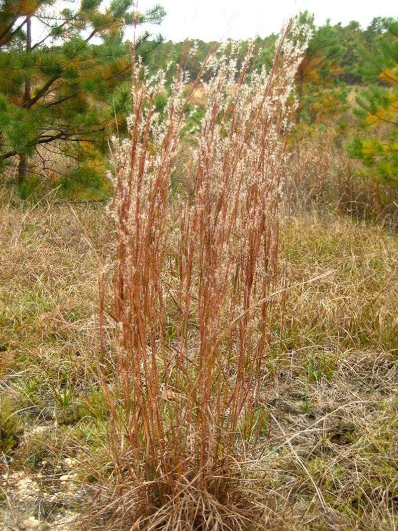 Little Bluestem (Schizachyrium scoparium)