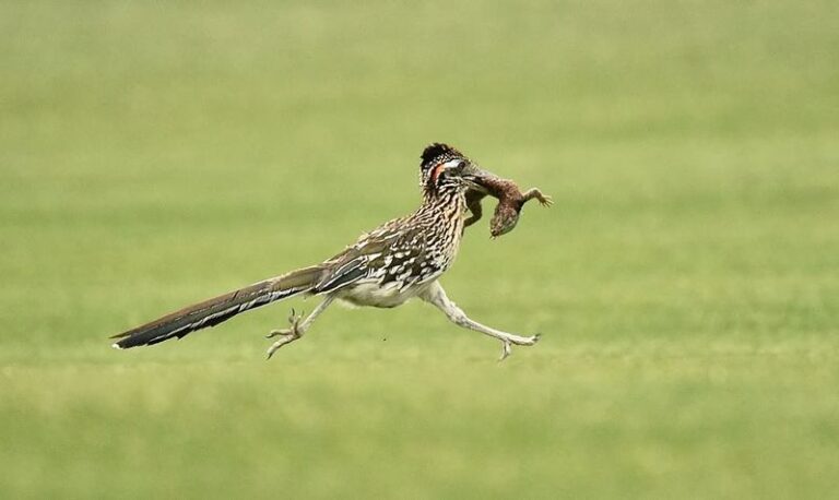 8 Things A Texas Roadrunner Hunts Down In Your Garden Every Single Day