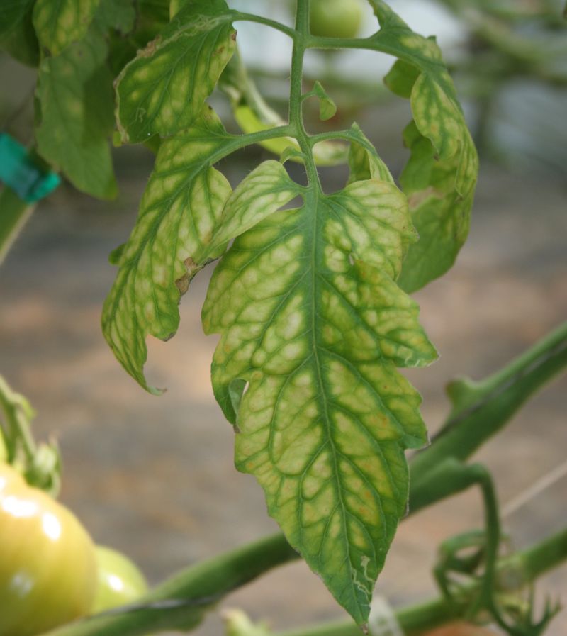 Fix a Confirmed Magnesium Deficiency