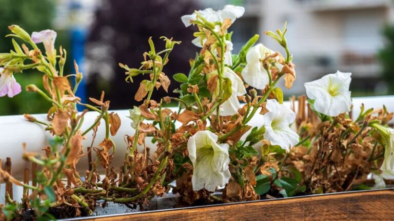 8 Warning Signs Your Petunias Need Help Before the Summer Heat Pushes Them Over the Edge