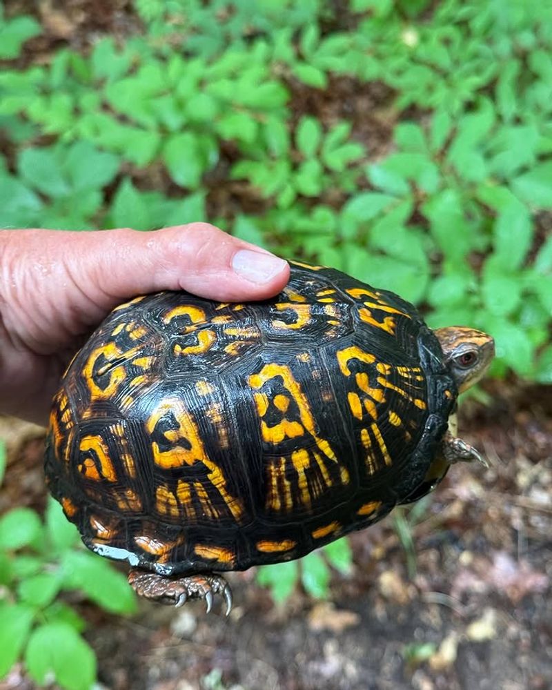 A Box Turtle Is Not a Dependable Tick-Control Service