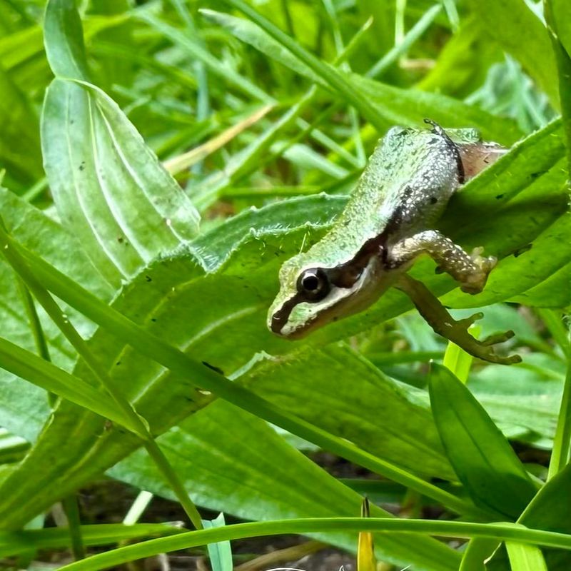 A California “tree frog” may be a chorus frog