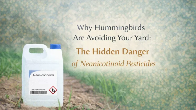 Pesticides Wipe Out the Bugs Hummingbirds Secretly Depend On