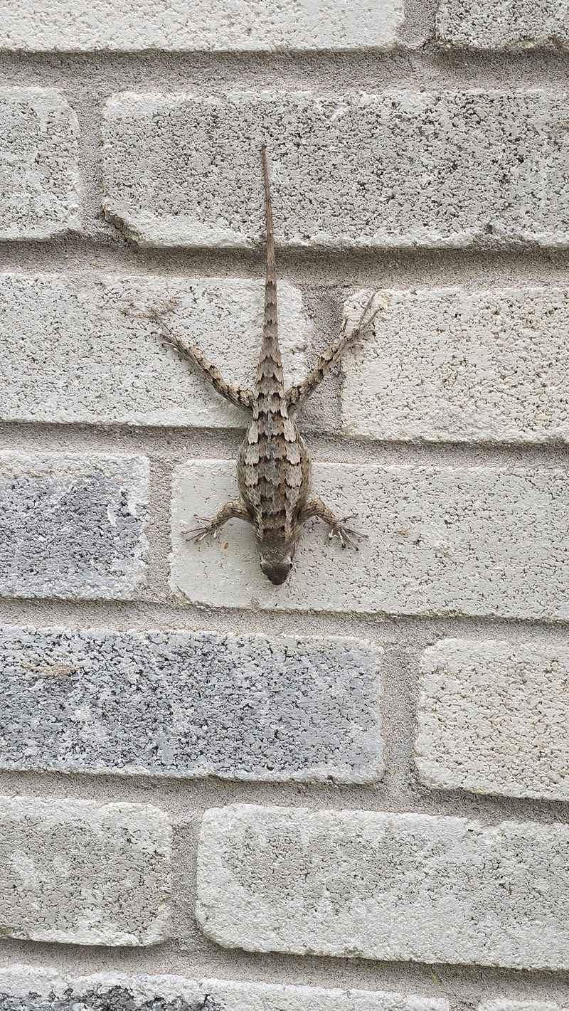 The Lizard Eats Arthropods, Not Proven Tick Control