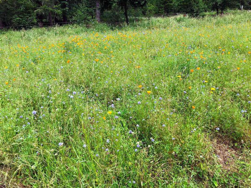 A Florida meadow can reduce work later—but it does not run itself A Florida meadow can reduce work later—but it does not run itself