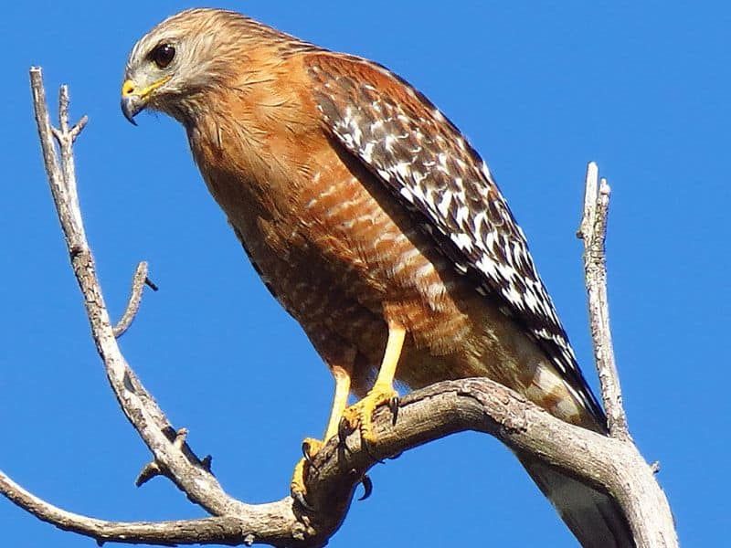 A Hawk Sighting Offers Possibilities, Not Proof