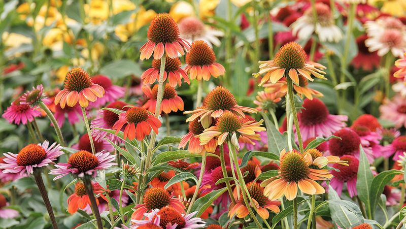 A July lull does not always mean the coneflower is finished