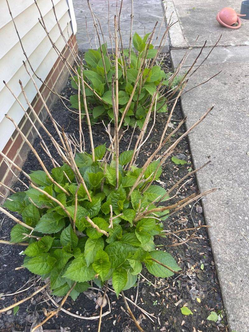 A Leafy Hydrangea Can Lose Its Flower Buds A Leafy Hydrangea Can Lose Its Flower Buds