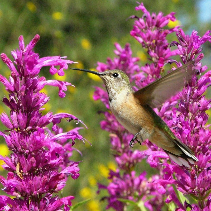 What the Plant Actually Adds to a Garden