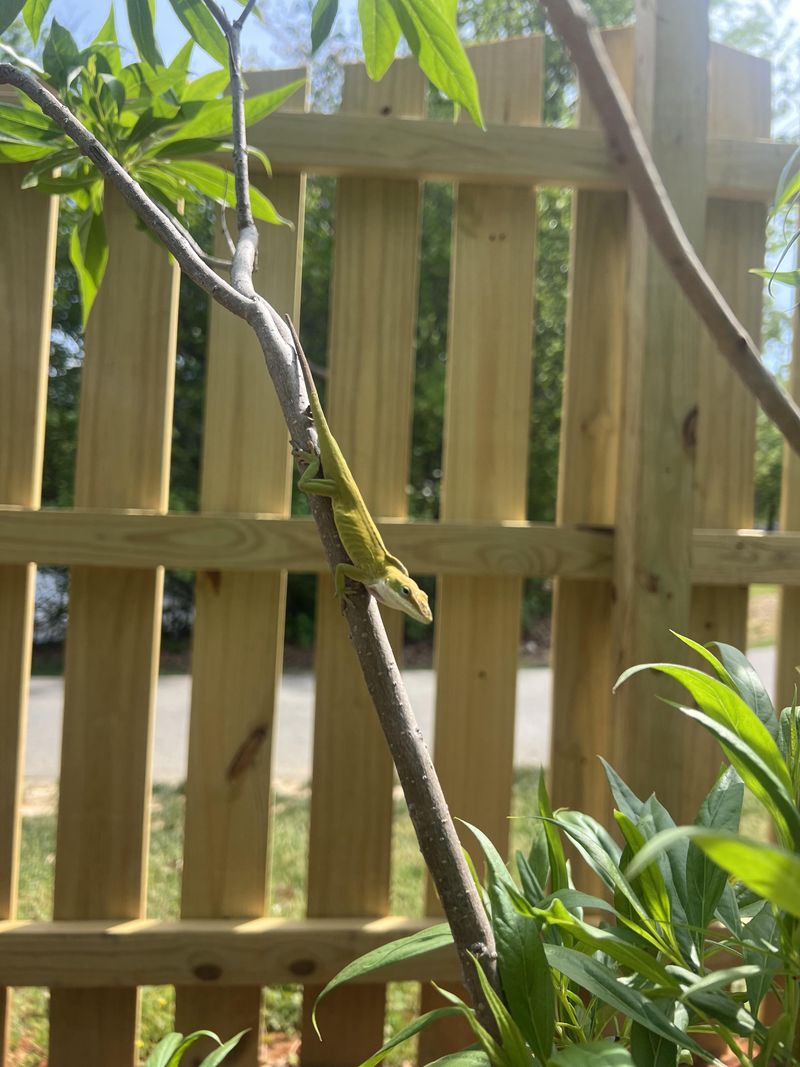 A Missing Anole Is a Clue, Not a Diagnosis