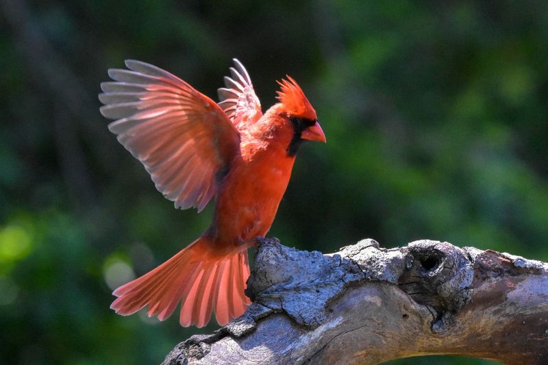 A Single Cardinal Landing May Be Ordinary A Single Cardinal Landing May Be Ordinary
