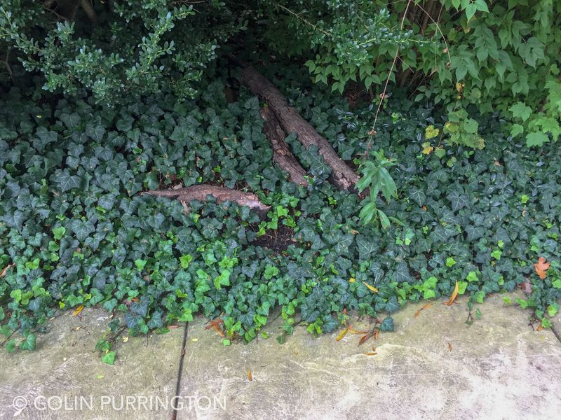 Dense Ground Cover and Ivy
