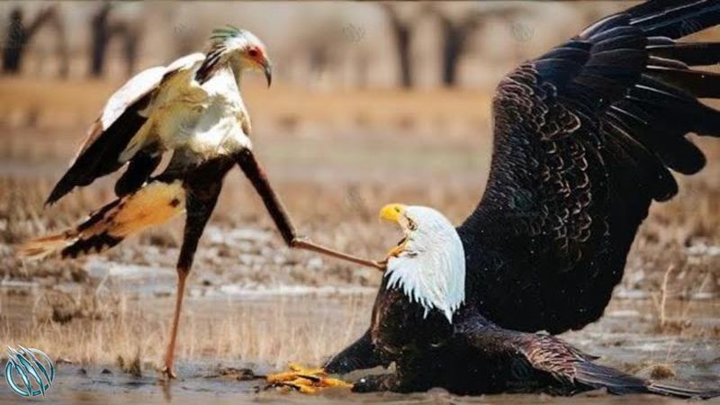 Nervous, Squawking Birds and Wildlife