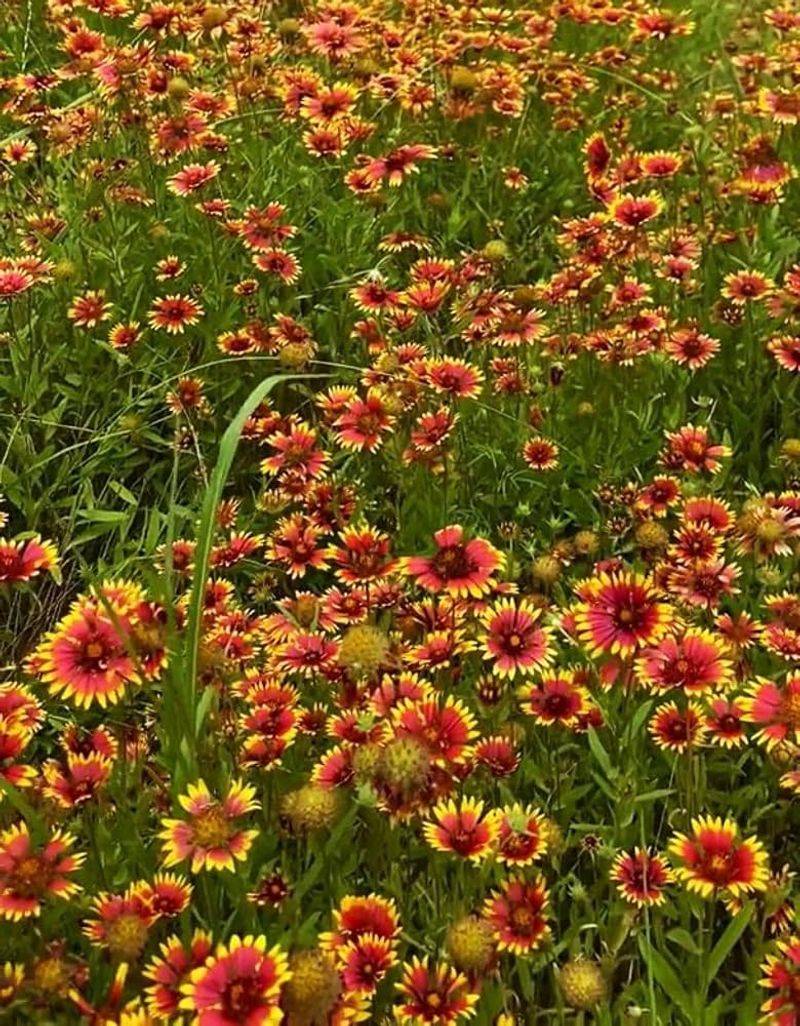 Meet the annual that renews itself by seed