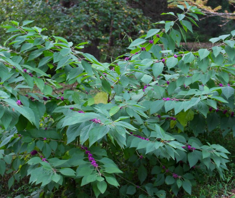 A Useful Native Shrub for the North Carolina Wooded Edge