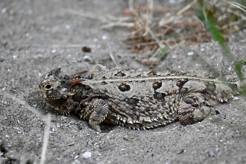 Years Without a Sighting Do Not Prove Years Without Lizards