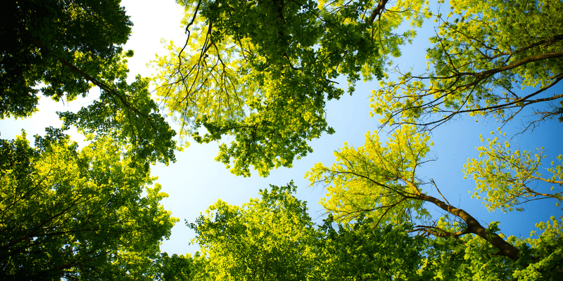 A bat-friendly yard starts with habitat, not a box A bat-friendly yard starts with habitat, not a box