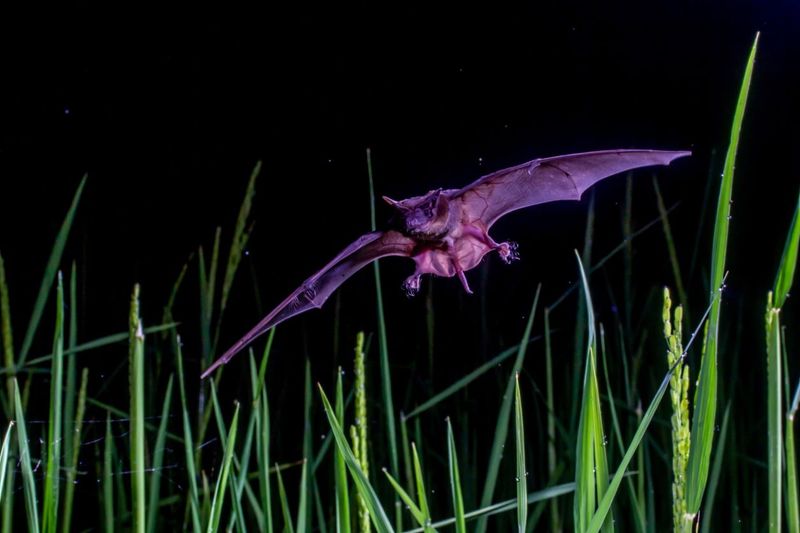 What bats eat matters more than the slogan