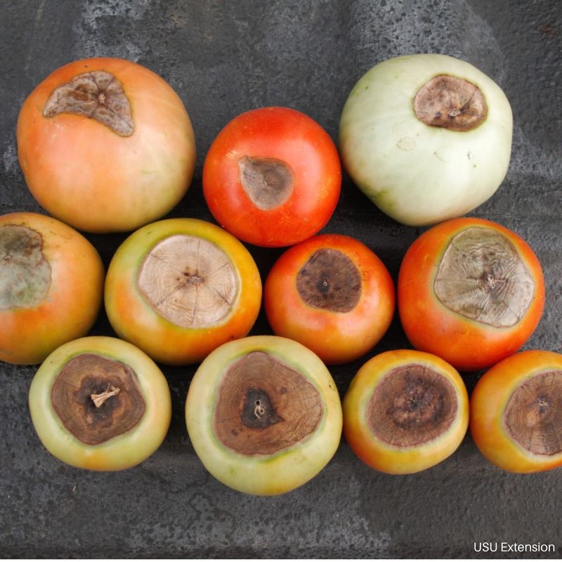 A blossom-end lesion often signals blossom-end rot A blossom-end lesion often signals blossom-end rot