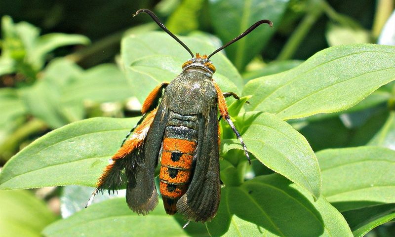A clearwing moth larva can disrupt the vine’s water supply A clearwing moth larva can disrupt the vine’s water supply