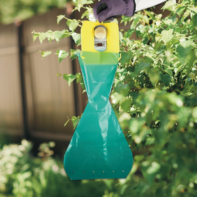 A commercial trap may draw beetles toward your plants A commercial trap may draw beetles toward your plants