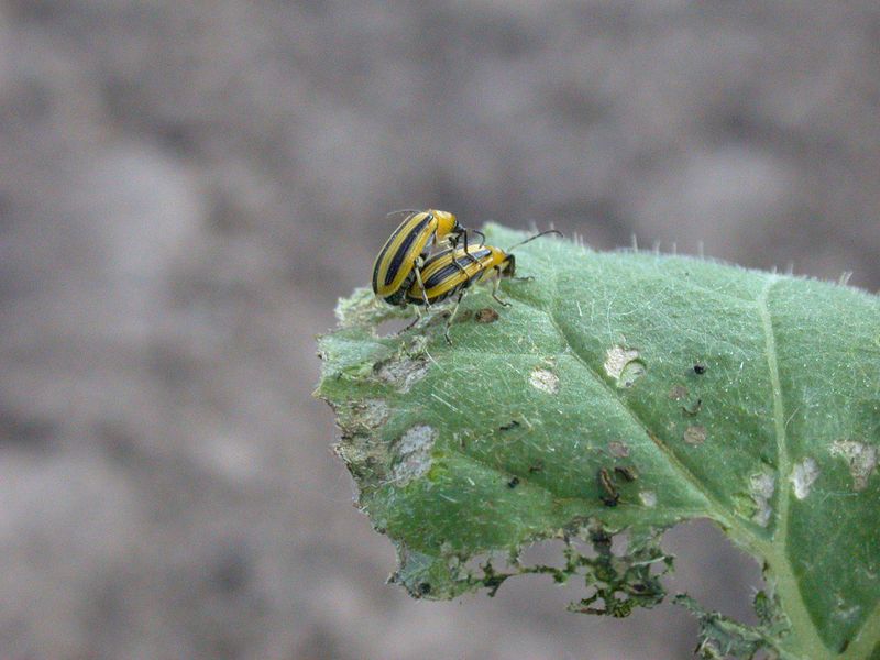 A cucumber beetle may have started the problem weeks earlier A cucumber beetle may have started the problem weeks earlier
