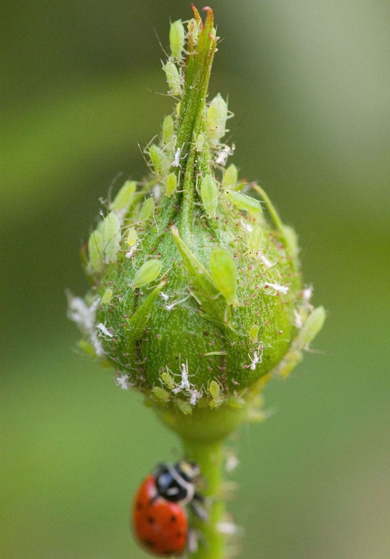 A few aphids do not automatically require an emergency response A few aphids do not automatically require an emergency response