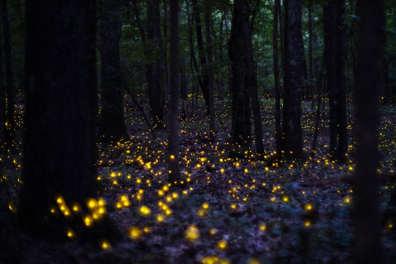 A firefly surge is encouraging—but it is not a yard-health score
