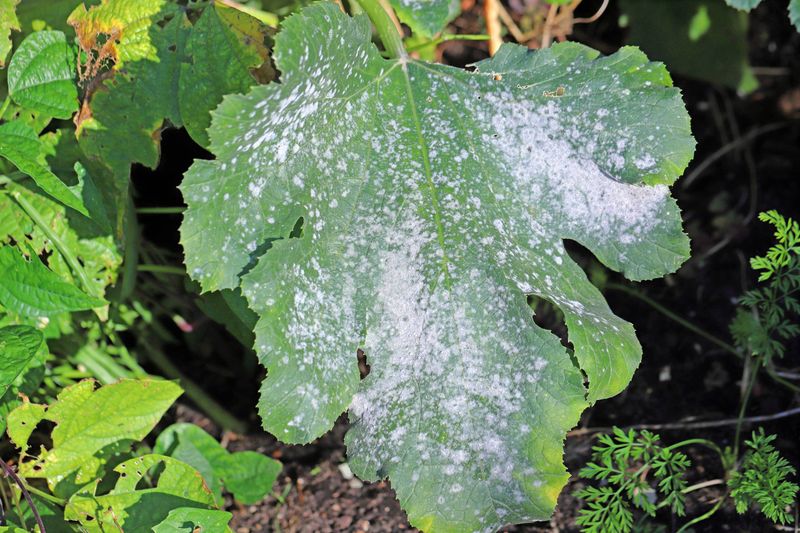 A floury coating usually signals powdery mildew