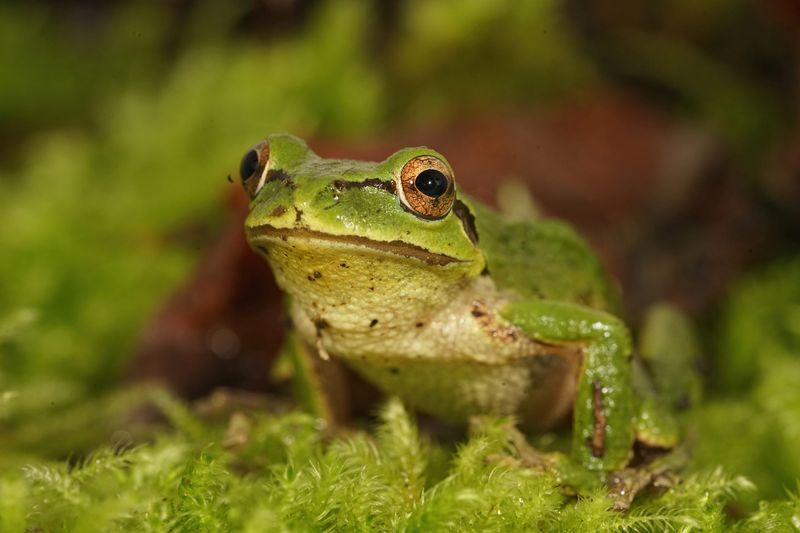 A garden visitor does not establish breeding