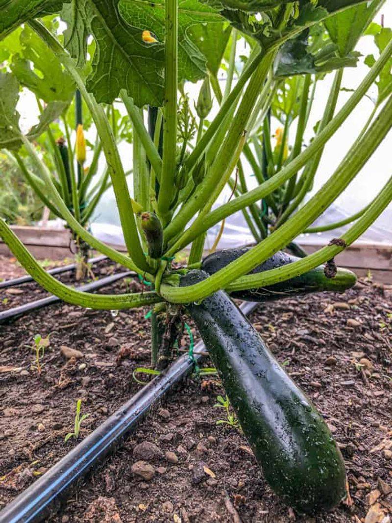 A giant zucchini may slow the next harvest—but it is not the only explanation A giant zucchini may slow the next harvest—but it is not the only explanation