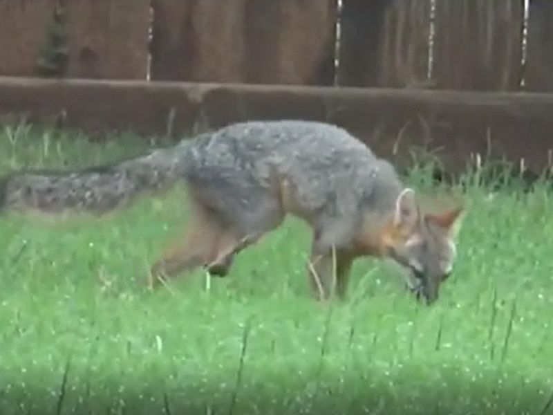 A gray fox at dusk may simply be using the neighborhood A gray fox at dusk may simply be using the neighborhood