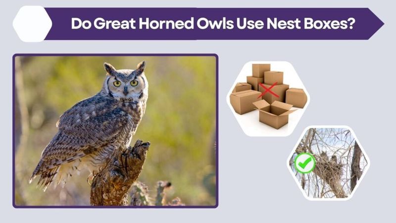 Skip the wrong box and never bait an owl