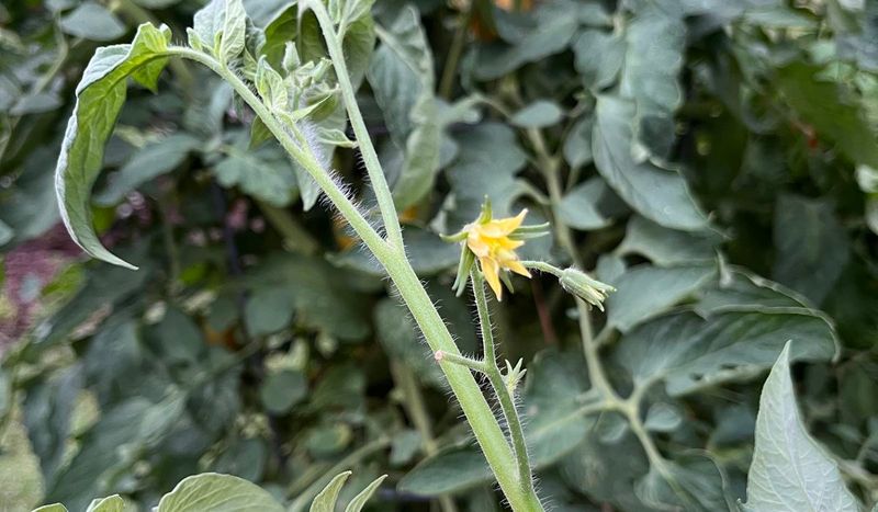 A leafy plant with few flowers can signal excess nitrogen A leafy plant with few flowers can signal excess nitrogen