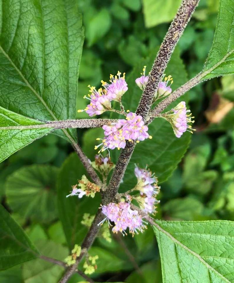 A living shrub has not been proven to form a tick barrier