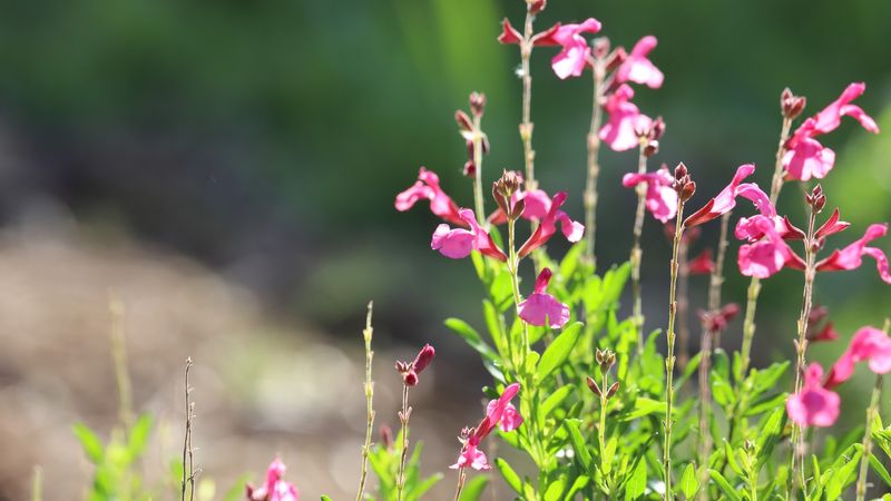 A long bloom season is possible, not guaranteed A long bloom season is possible, not guaranteed