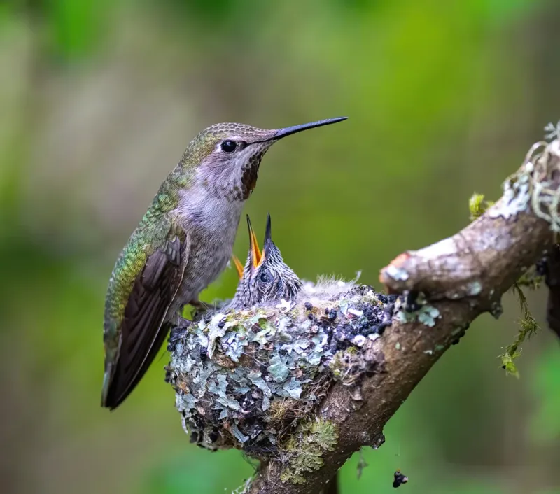 A missing female does not prove the nest is abandoned