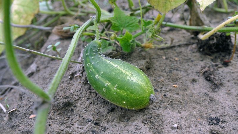 A moisture swing can produce fat and pinched cucumber sections A moisture swing can produce fat and pinched cucumber sections
